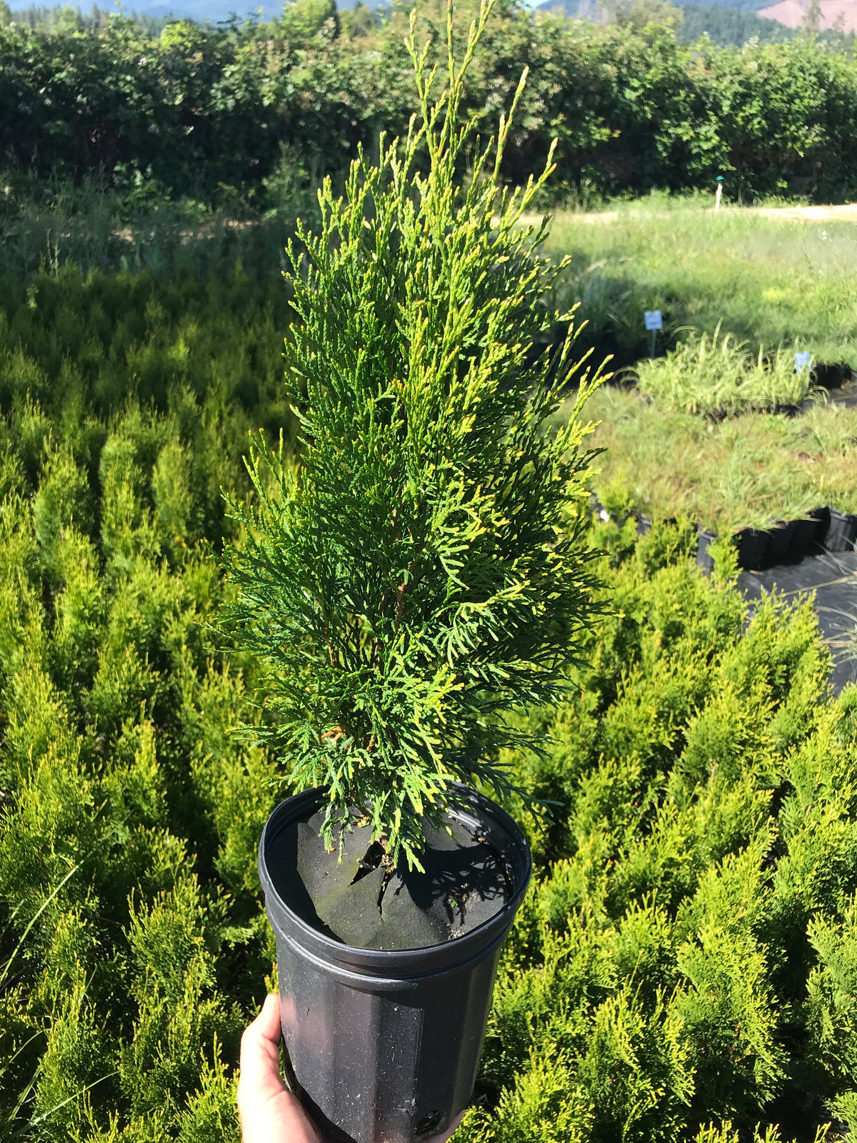 How to Grow Emerald Green Arborvitae (2024 Guide)