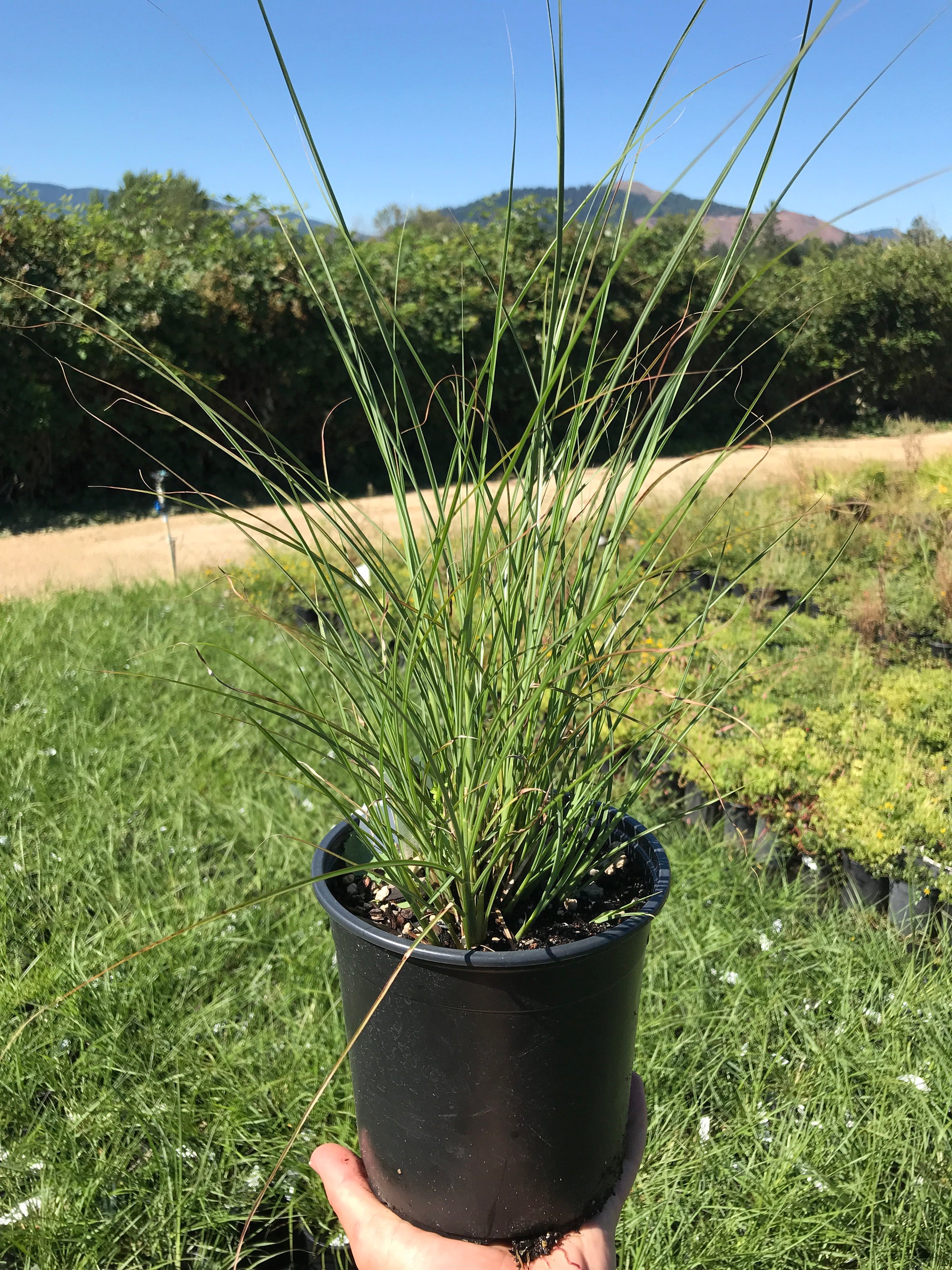 Autumn Light Maiden Grass