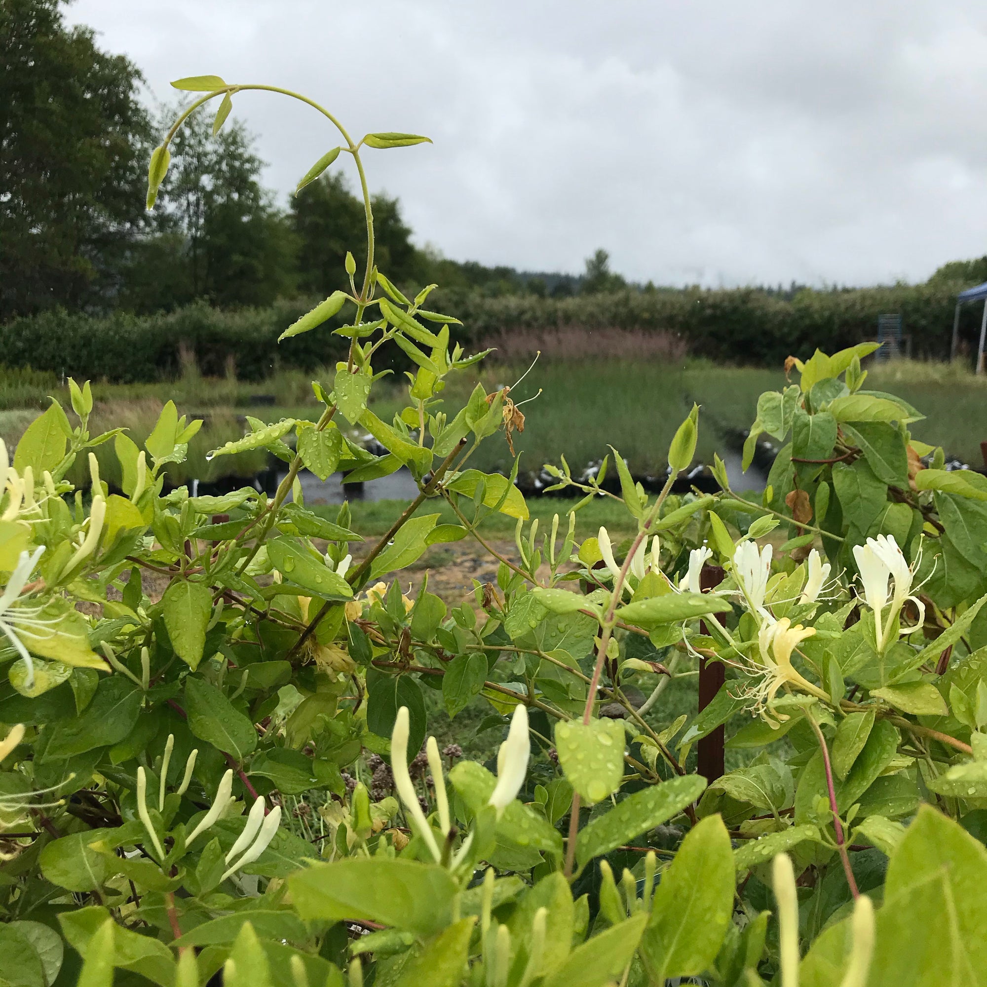 Japanese Honeysuckle