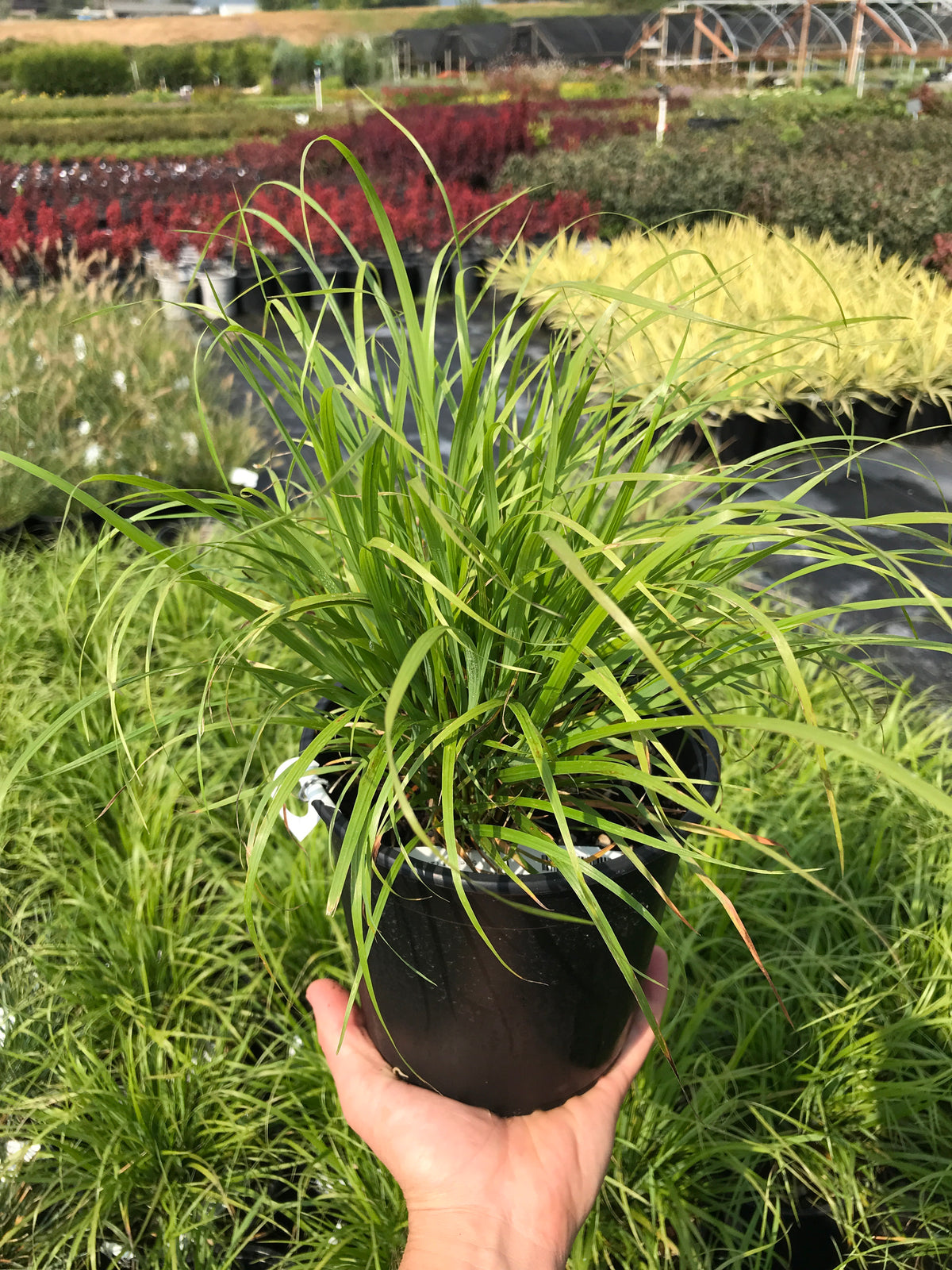 Korean Feather Grass for Sale Online - The Greenhouse