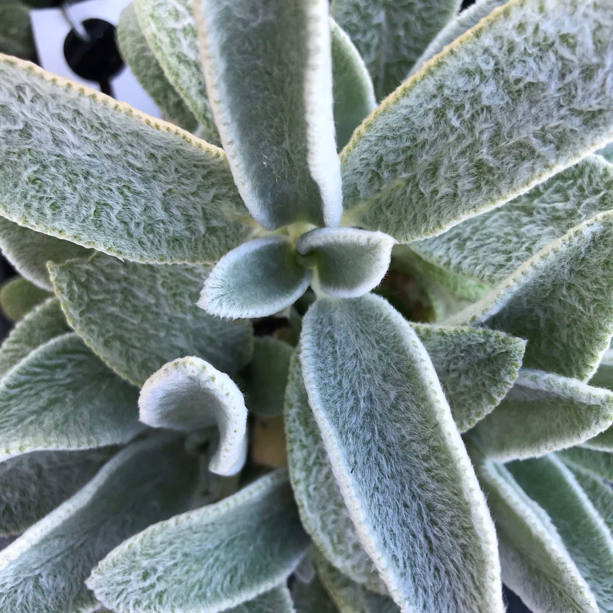 Silver Carpet Lamb's Ear