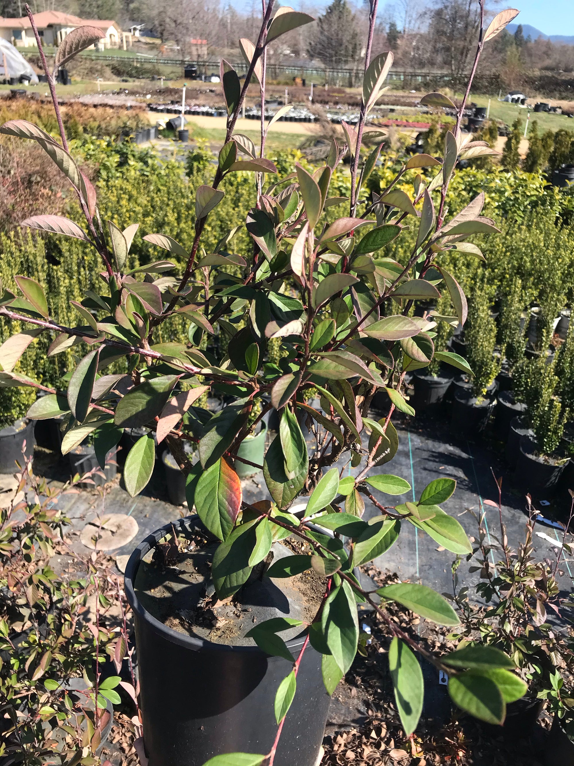 Cotoneaster Parneyi