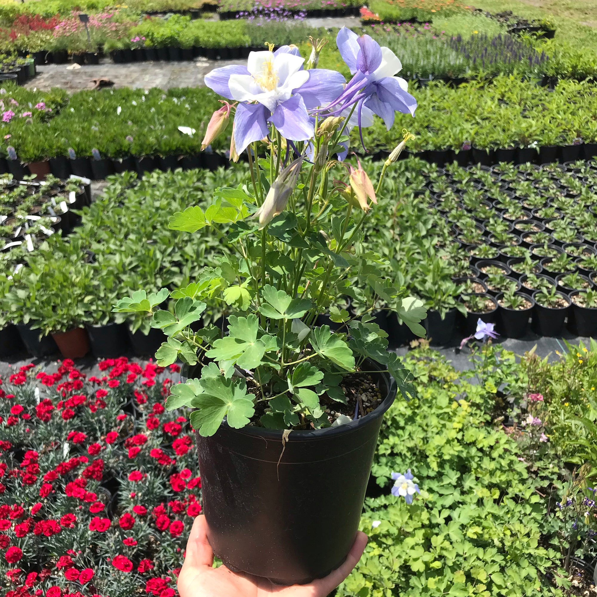 Songbird 'Blue Bird' Columbine