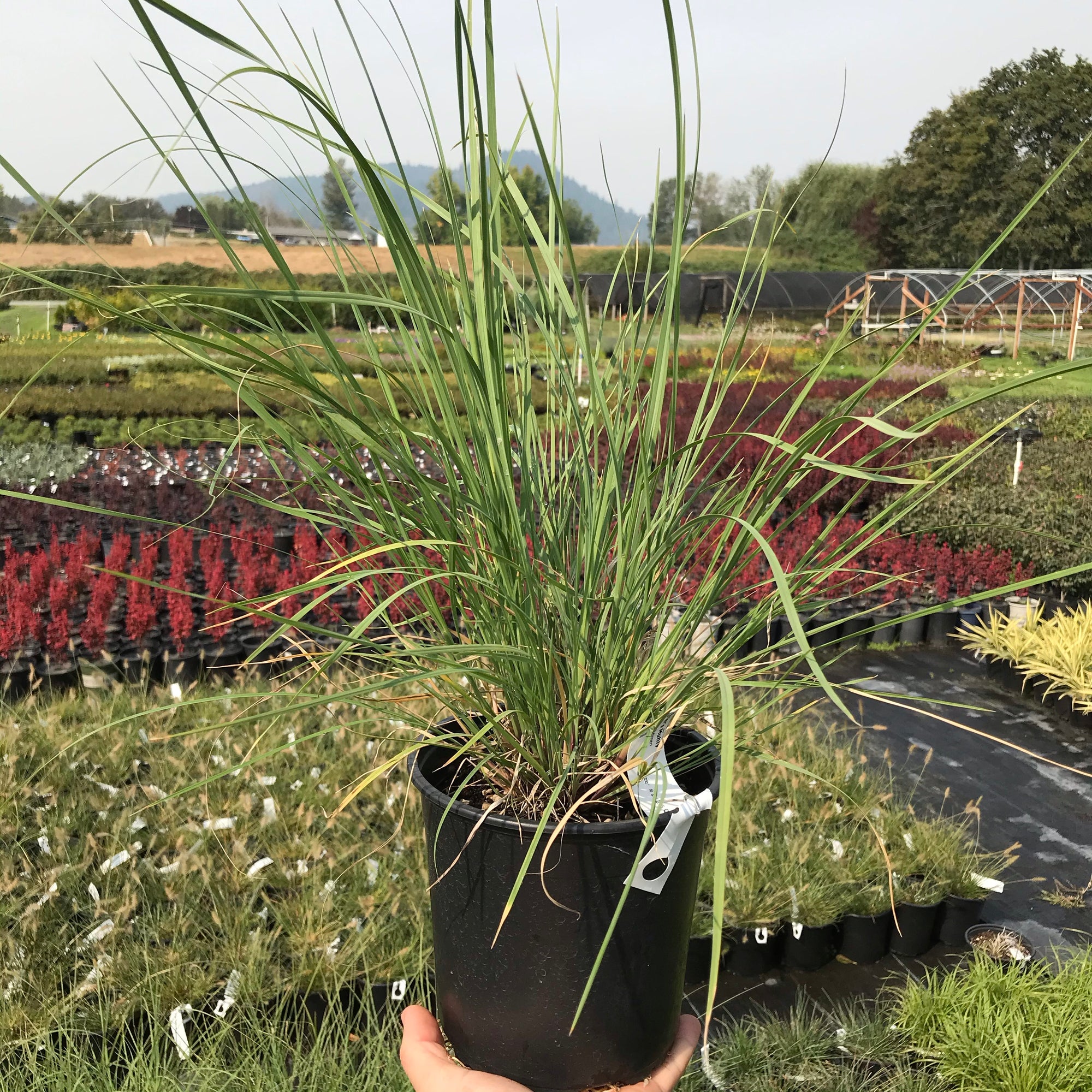 Lindheimer's Muhly Grass