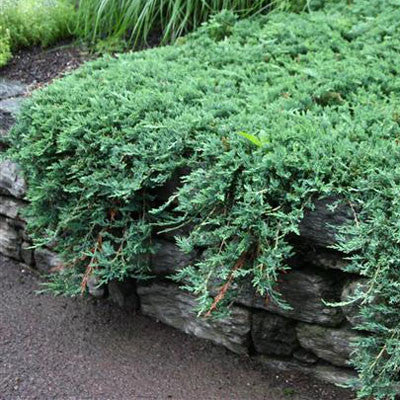 Juniper &#39;Blue Rug&#39;