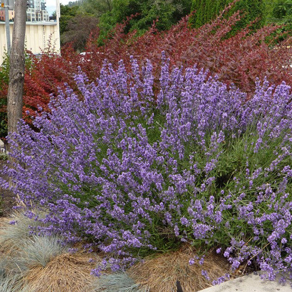 Lavender Hidcote Superior