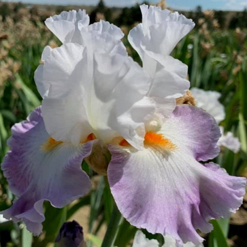 Linda Nelson Iris