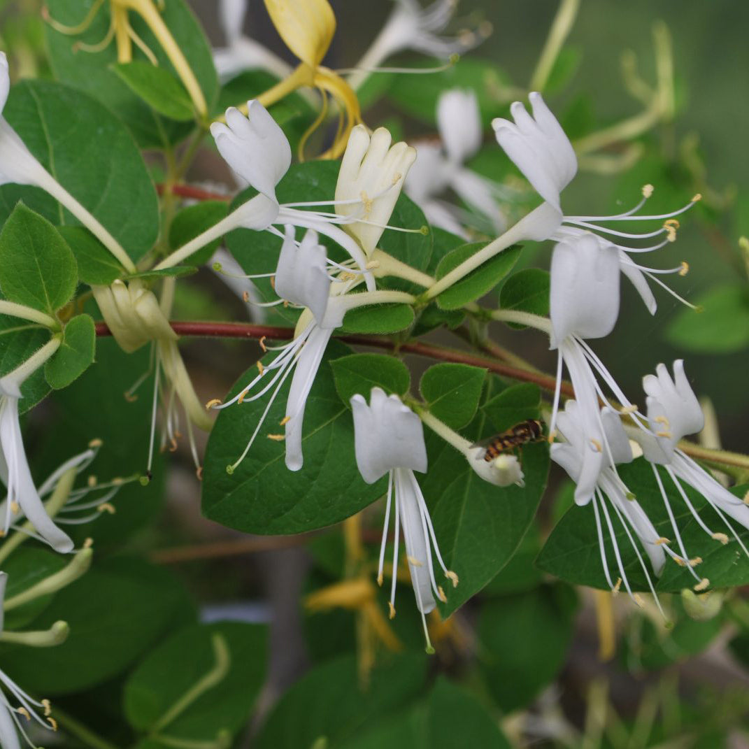 Japanese Honeysuckle