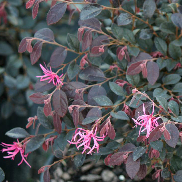 Loropetalum &#39;Daruma&#39; Dwarf