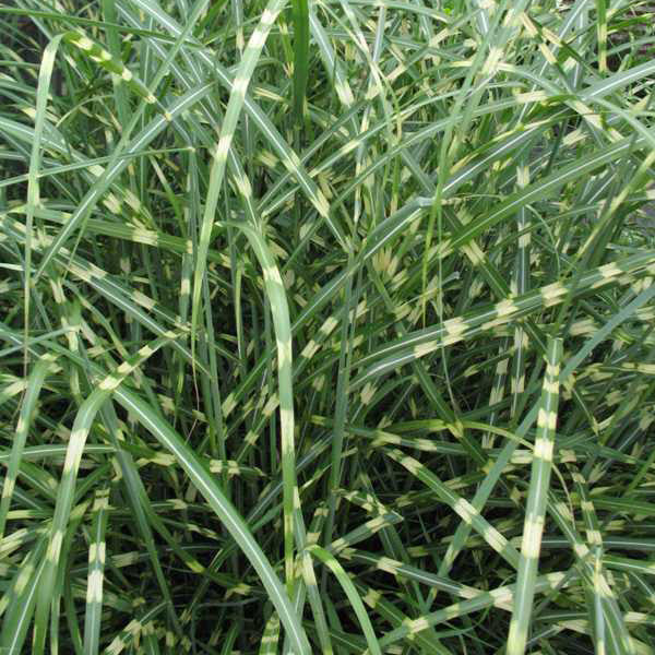 Little Zebra Grass