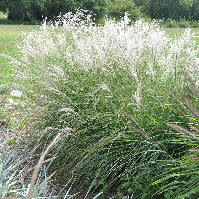 Dwarf Maiden Grass &#39;Little Kitten&#39;