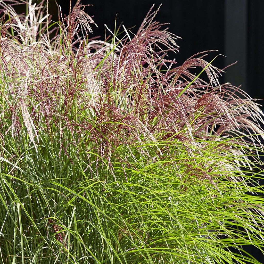 Japanese Silver Grass &#39;Red Cloud&#39;