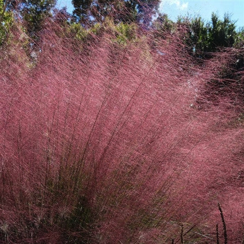 Pink Cloud Muhly Grass