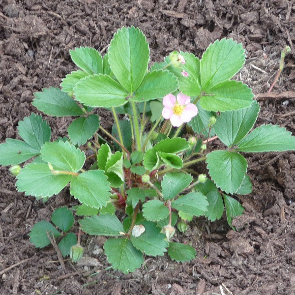 Ornamental Strawberry