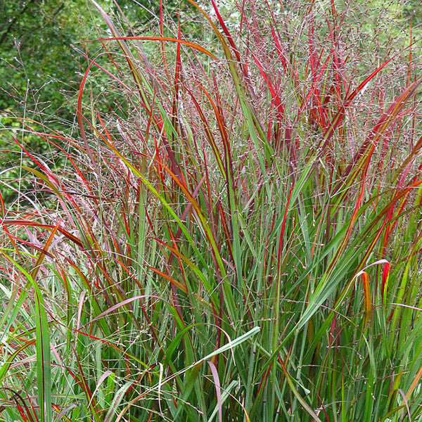 Red Switchgrass &#39;Shenandoah&#39;