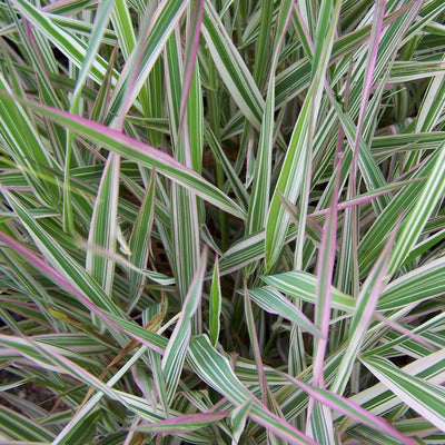 Strawberries & Cream Ribbon Grass for Sale Online - The Greenhouse
