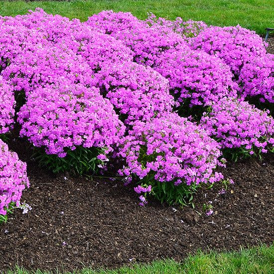 Phlox &#39;Forever Pink&#39;