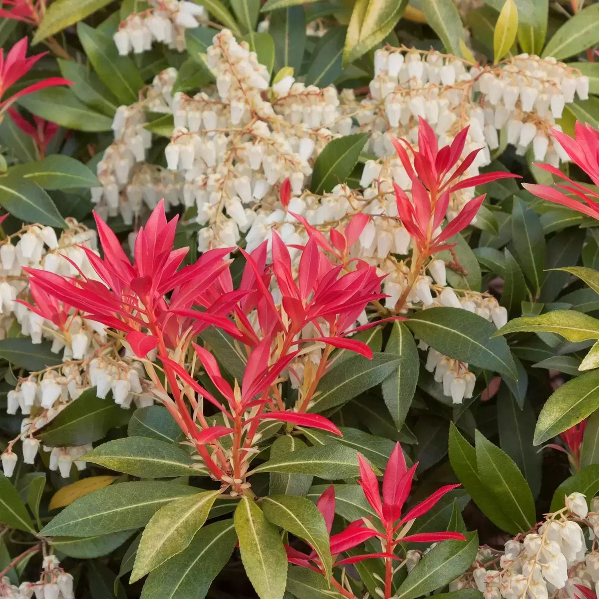 Pieris &#39;Mountain Fire&#39;