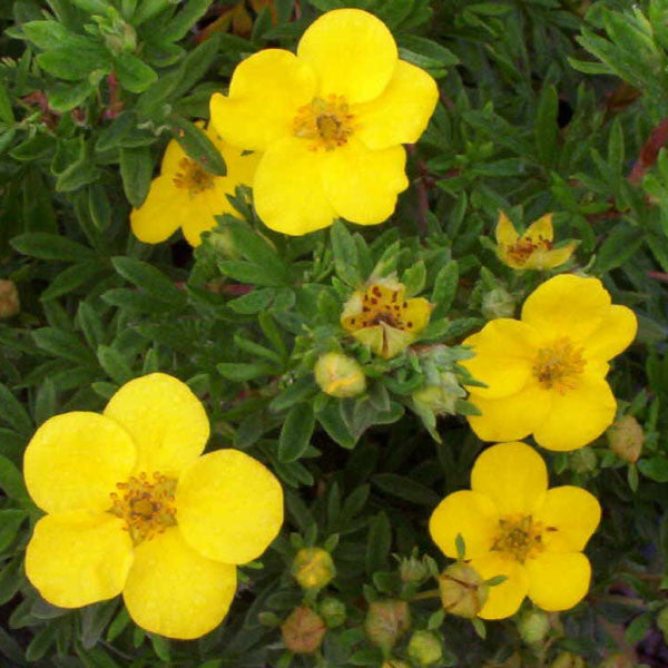 Potentilla 'Goldfinger'