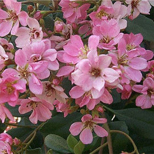 Indian Hawthorn &#39;Pink Lady&#39;