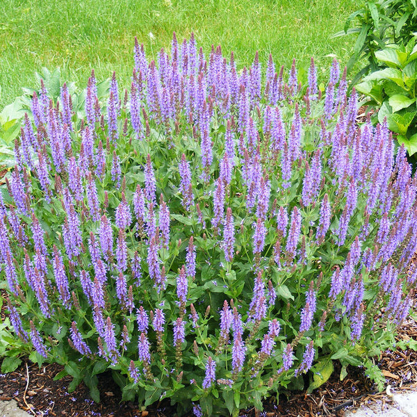 Salvia 'New Dimension Blue