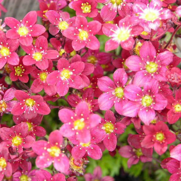 Saxifraga 'Highlander Red'