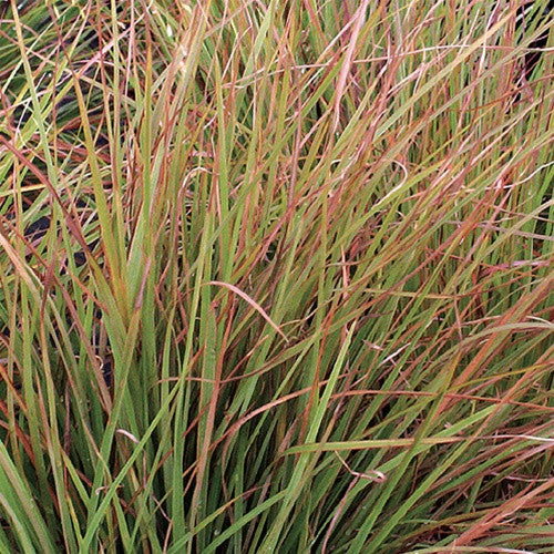 Little Bluestem &#39;Blaze&#39;