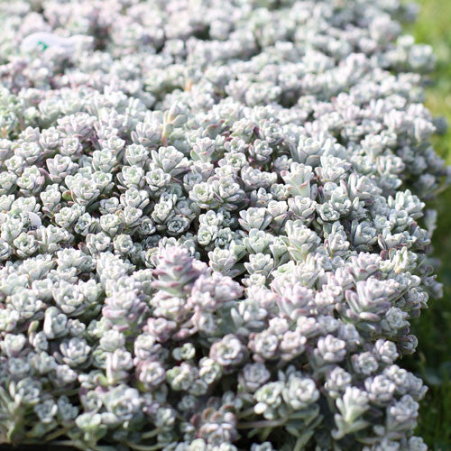 Sedum &#39;Cape Blanco&#39;