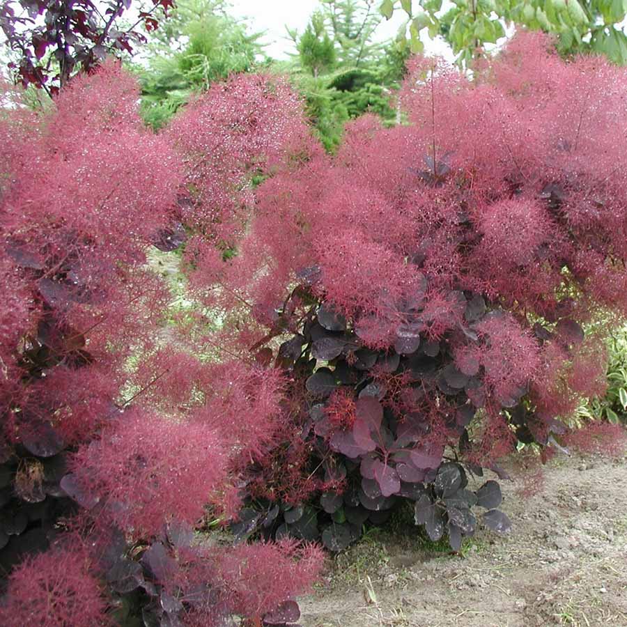 Royal Purple Smoke Tree