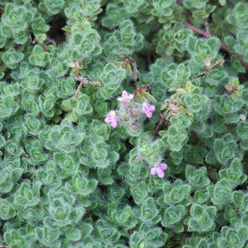 Woolly Thyme