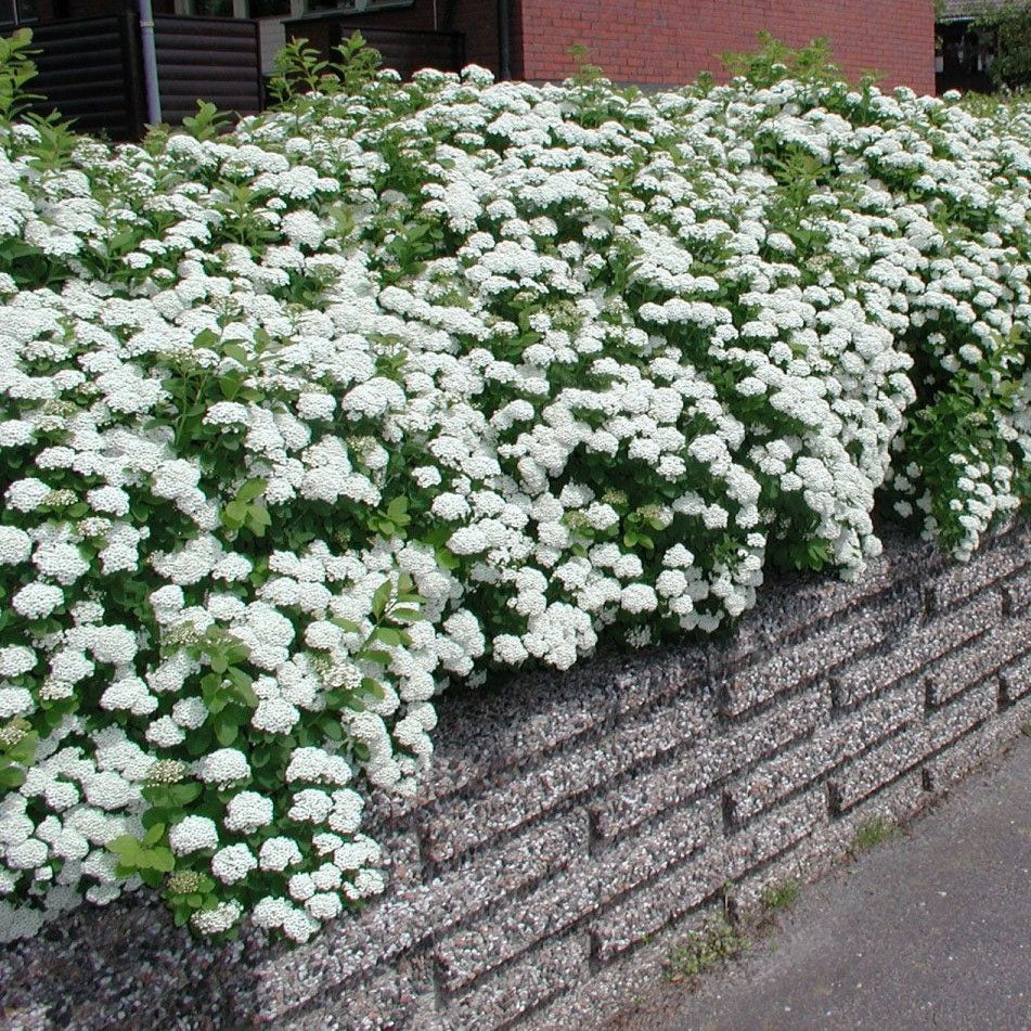 Tor Birchleaf Spirea