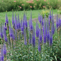 Veronica 'Royal Candles' for Sale Online - The Greenhouse