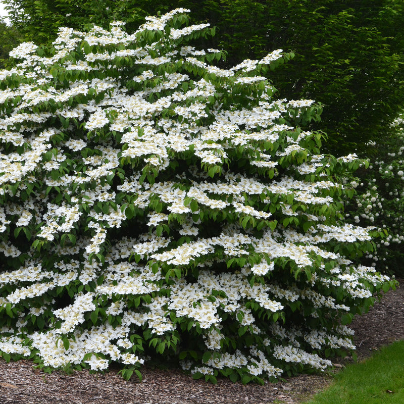 Doublefile Viburnum for Sale Online - The Greenhouse