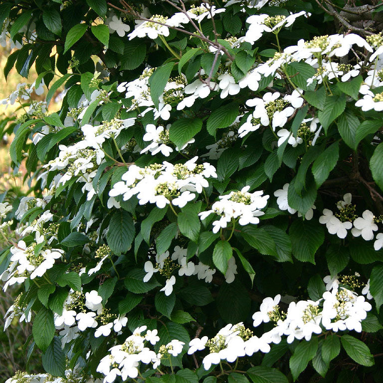 Viburnum &#39;Summer Snowflake&#39;